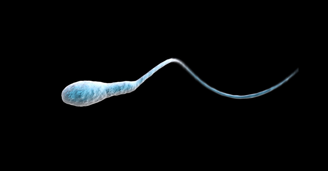 Young Sperm